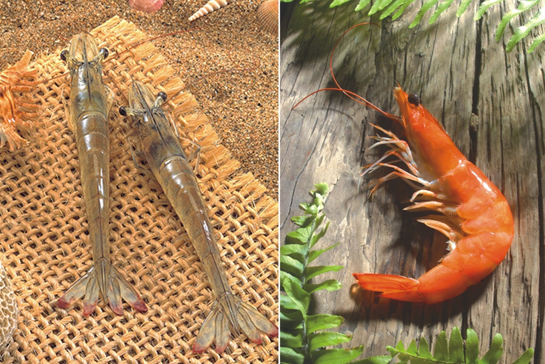 Eliteseafood_品牌建立